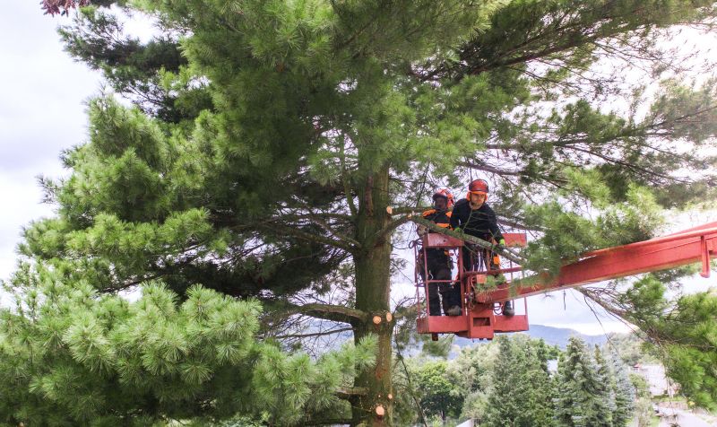 Large Tree Trimming