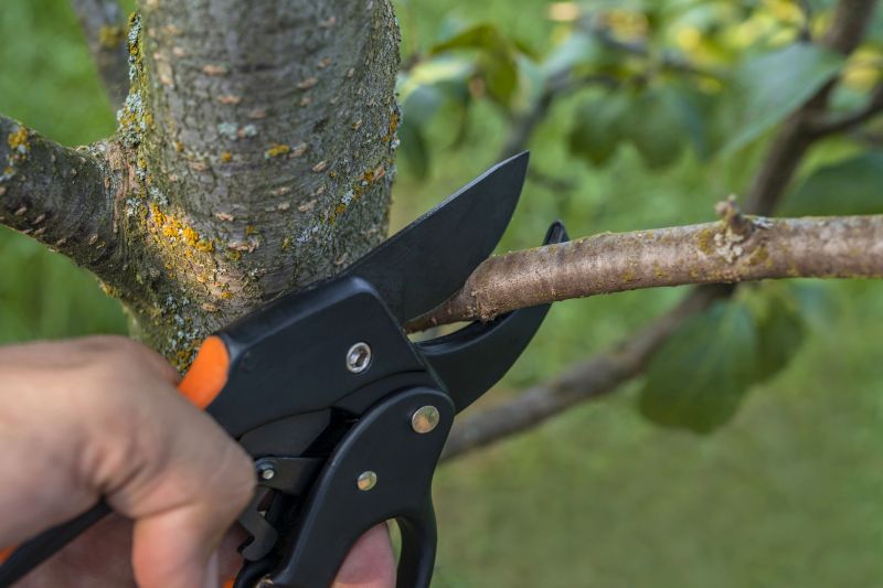Large Tree Trimming