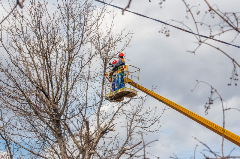 Large Tree Trimming