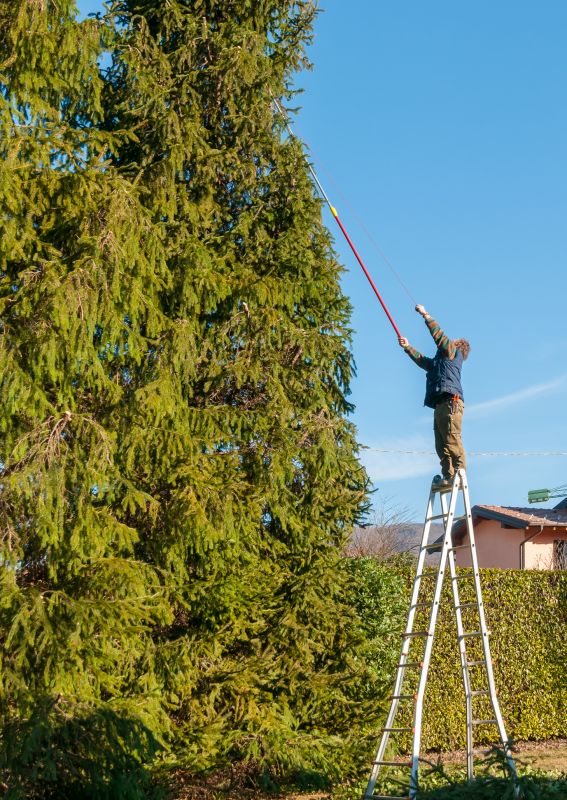 Tree Climbing and Aerial Techniques