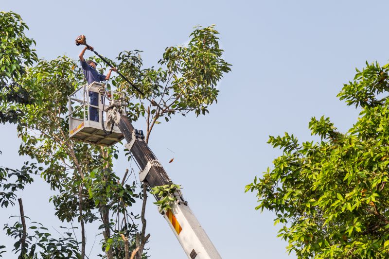 Large Tree Trimming
