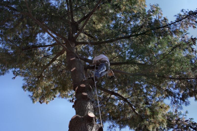 Large Tree Trimming