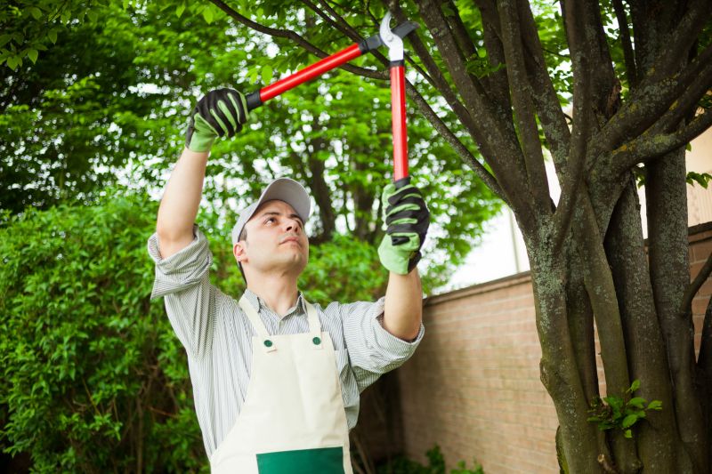 Pruned Large Trees