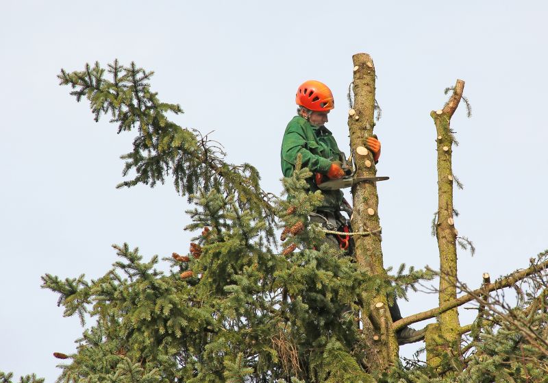 Large Tree Trimming Equipment