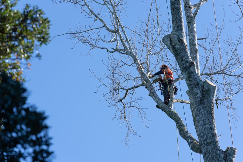 Arborist Safety Gear
