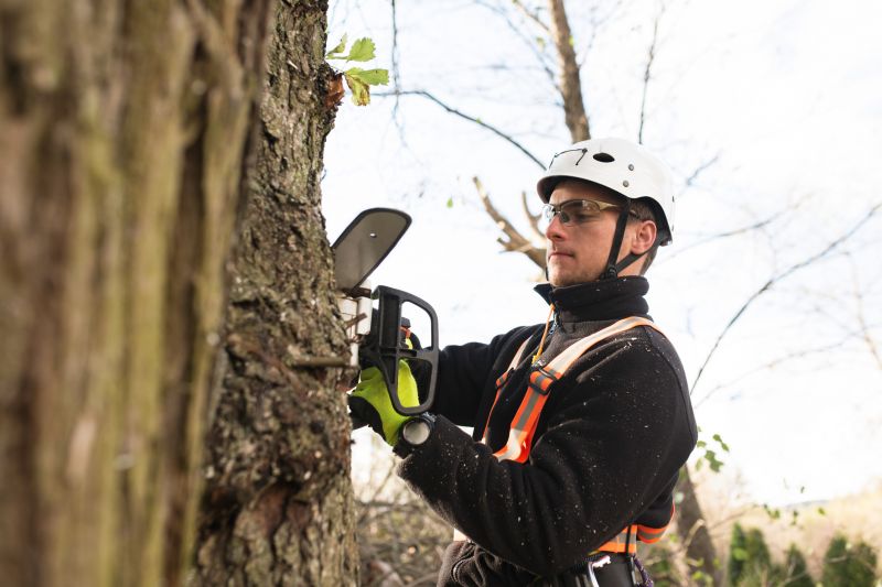 Arborist Climbing Tree