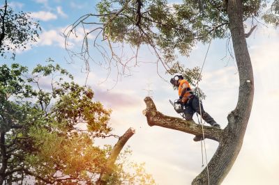 Tree Inspection by Arborist