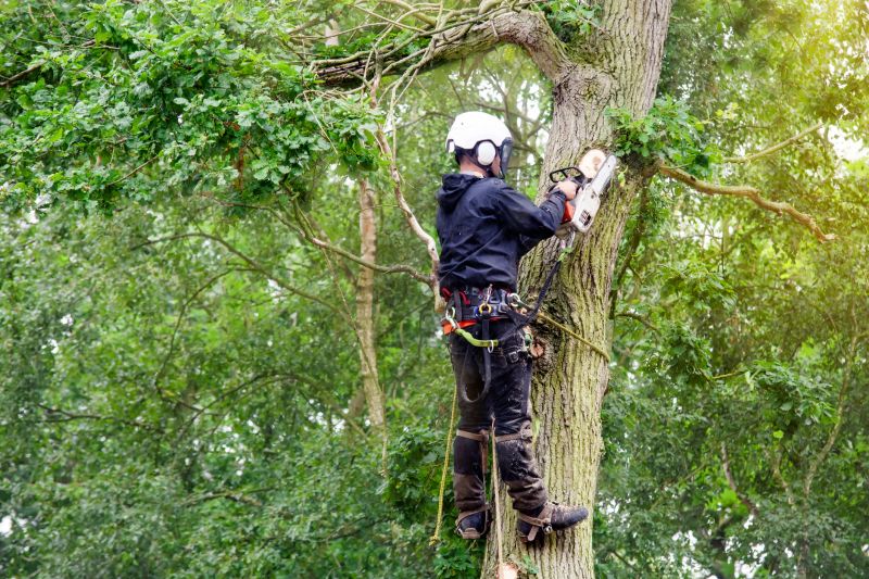 Arborist Climbing Trees