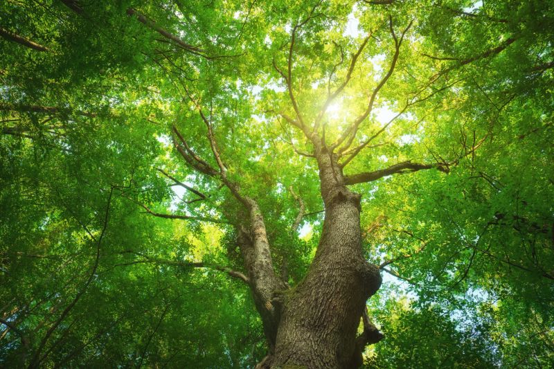 Healthy Tree Canopy